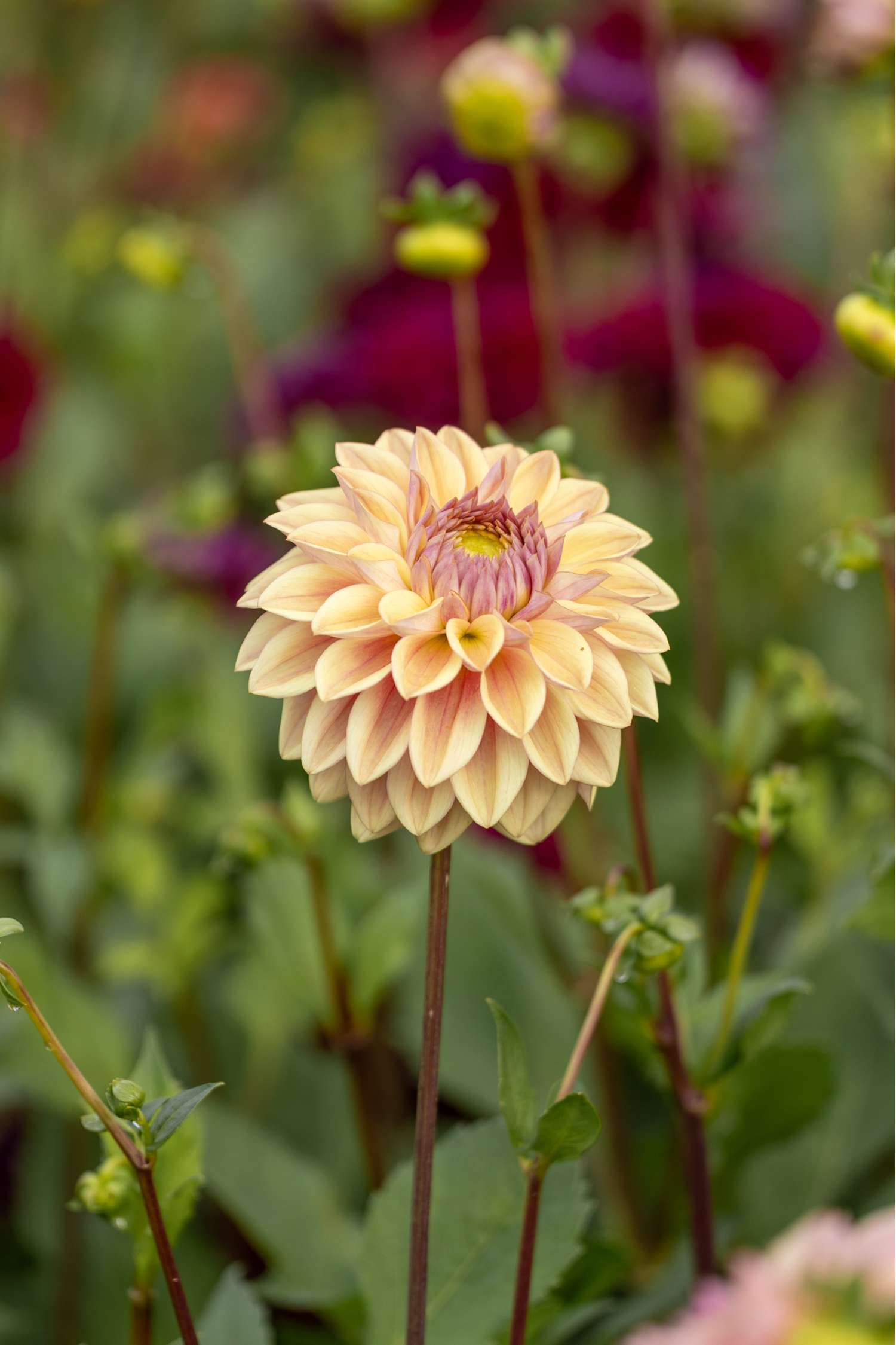 Dahlia 'Dusty Beauty'